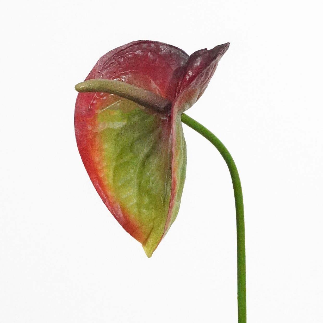 anthurium crystallinum mature Anthurium Crystallinum Silver Blush - 55 cm - Easy-care & low-maintenance indoor plant